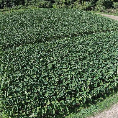 ふるさと納税 能登町 能登町産里芋 10kg |  | 03