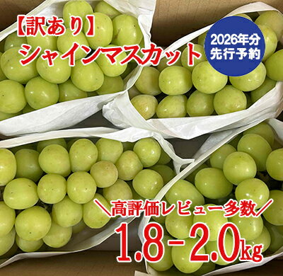 【ふるさと納税】【2026年発送分 先行予約】＼高評価多数／【訳あり】シャインマスカット 1.8kg～2kg (3～6房) 【8月下旬以降発送予定】 訳アリ 訳あり品 シャイン マスカット ぶどう ブドウ 葡萄 徳用 家庭用 ご家庭用 新鮮 くだもの 果物 フルーツ 山梨 やまなし 富士川町