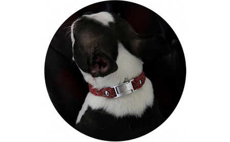 【Size25cm】ザオラル・リカバリーαバンド RD/SI｜横浜市 高機能バンド ペット用アクセサリー