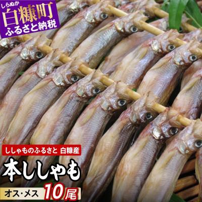 ふるさと納税 白糠町 しらぬか産 本ししゃも 【数量限定】計10尾