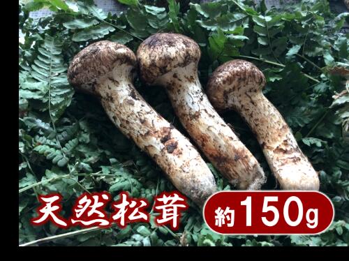 【ふるさと納税】 松茸 岩手県産 天然 つぼみ 松茸 約150g 【数量限定】
