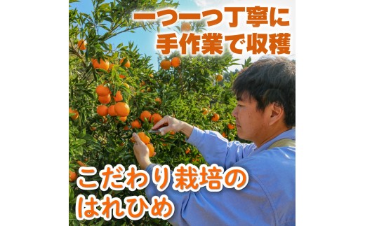 【先行予約】訳あり はれひめ 約5kg (40-50個程度) 【2027年1月上旬頃から順次発送】 | 訳あり 不揃い 柑橘 果物 フルーツ はれひめ 晴姫 晴れ姫 くだもの わけあり ワケアリ みか