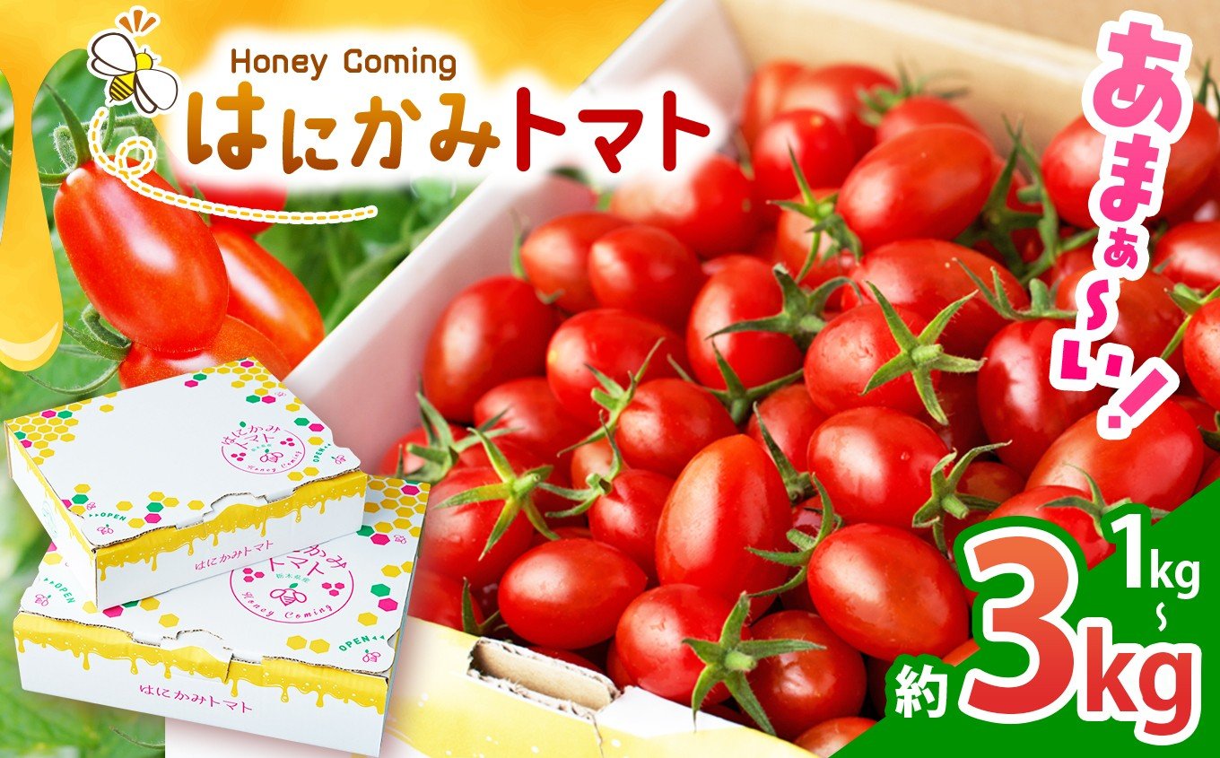 
                  【選べるグラム数】太陽の恵みをたっぷり浴びた はにかみトマト 約 1kg 2kg 3kg ｜ 野菜 トマト フルーツ トマト ミニトマト 特産品 栃木県 真岡市 人気 お試し リコピン 豊富 1キロ 寄附 ベジタブル 果物 人気 高評価 野菜 送料無料
                