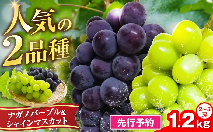
                  新鮮 ナガノパープル＆シャインマスカット1.2kg （2～3房）【2027年8月中旬より順次発送】《豊前市》【トヨマエフルーツ】[VEL002] 果物 くだもの フルーツ 葡萄 ぶどう ブドウ ナガノ パープル シャイン マスカット 福岡県 秀品 甘い 朝採り 大粒 種なし
                
