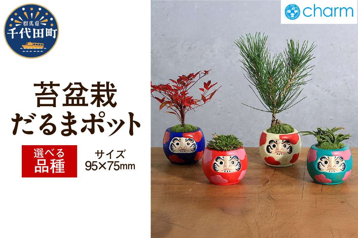 
            【選べる品種】苔盆栽 イワヒバ / オモト 群雀 / ナンテン（南天） / ねじり黒松 群馬県 千代田町 抗火石 鉢植え インテリア 癒し プレゼント ギフト 贈答用 内祝い お祝い 送料無料 株式会社チャーム
          