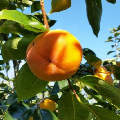 ふるさと納税 橋本市 国城観光農園の富有柿11〜12個(3〜4L) |  | 02