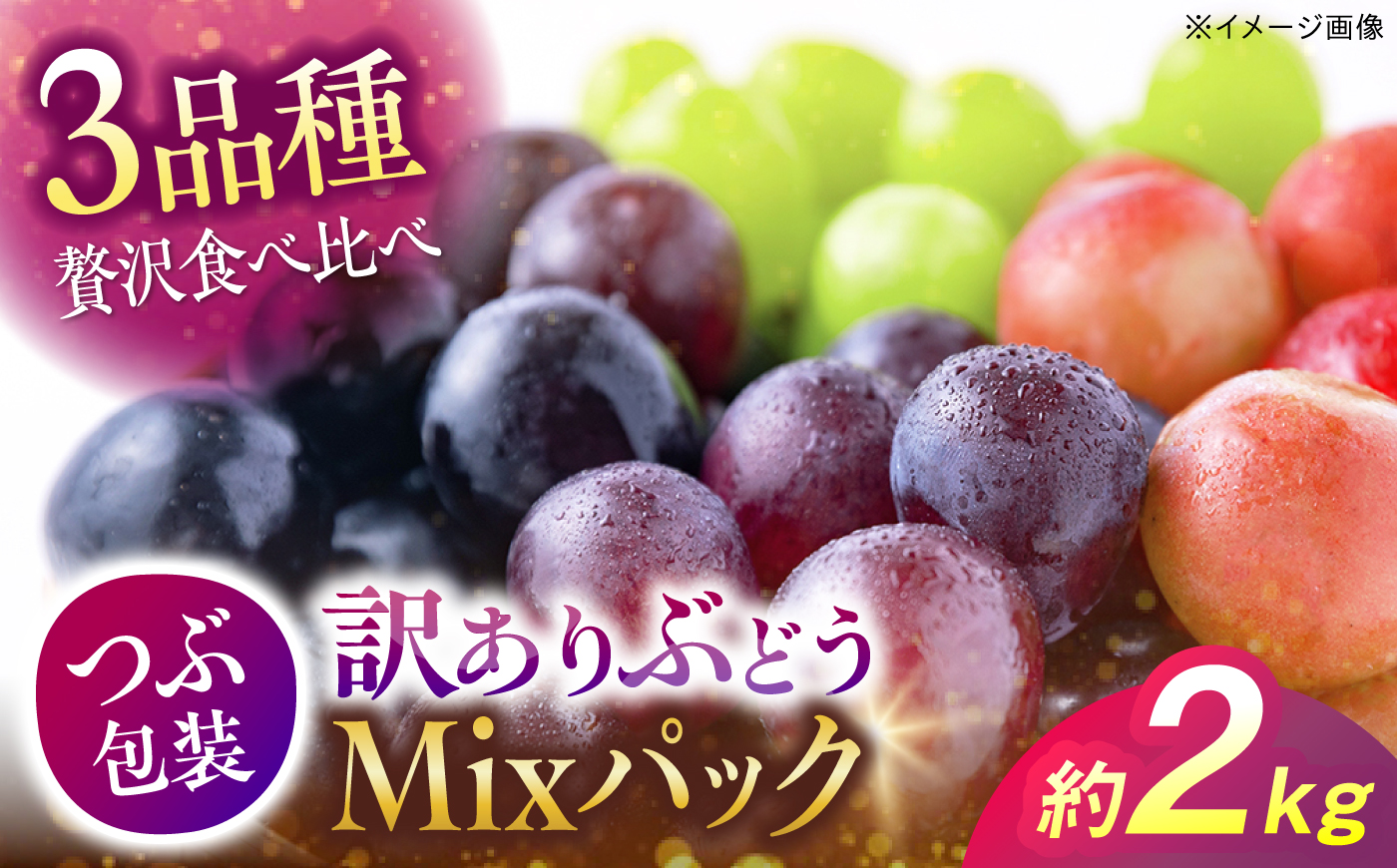 【先行予約】【訳あり】ぶどう3色セット（ニューピオーネ／シャインマスカット／安芸クイーンまたはクイーンニーナ） 計約2kg ＜9月中旬から順次発送＞ 露地栽培 粒入り ぶどう マスカット ブドウ 三次