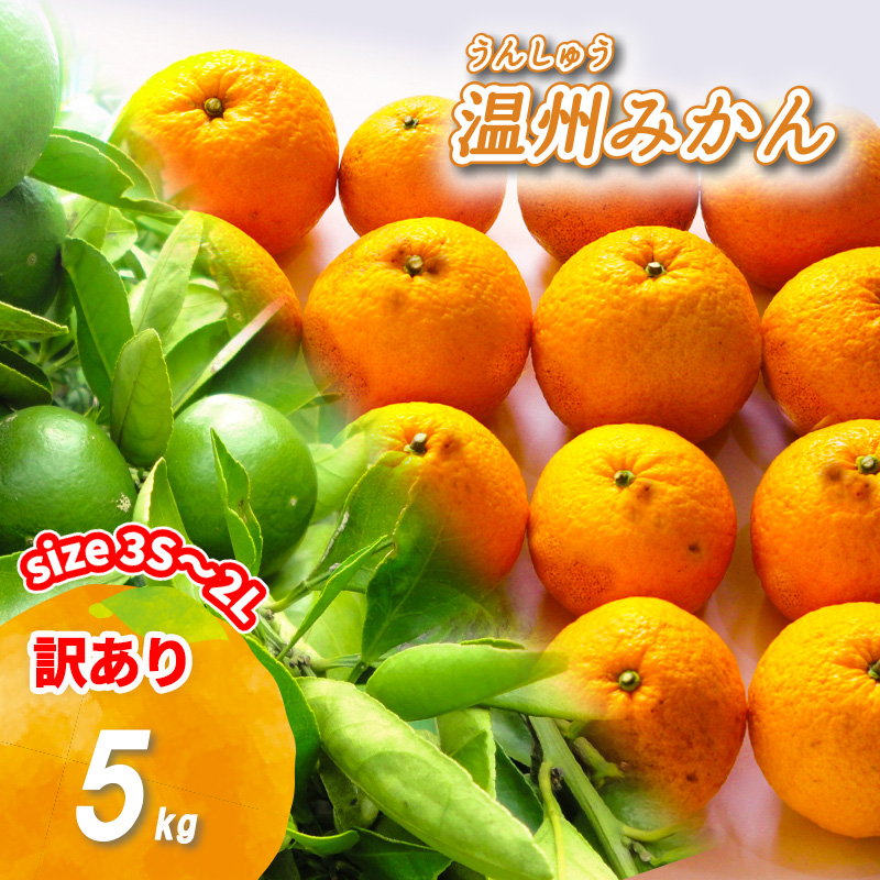 【2026年11月下旬頃から順次発送】訳あり 温州みかん 5kg | みかん ミカン 蜜柑 南柑20号 みかん 数量限定 みかん 愛媛県産 みかん 松山市 みかん 中島 みかん 温州みかん みかん 蜜柑 温州みかん ミカン みかん 旬 温州みかん