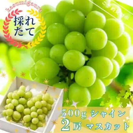 茨城県かすみがうら市産　シャインマスカット2房(約500g×2)_果物・フルーツ ぶどう・マスカット  ブドウ 葡萄 _【配送不可地域：離島】【1340410】