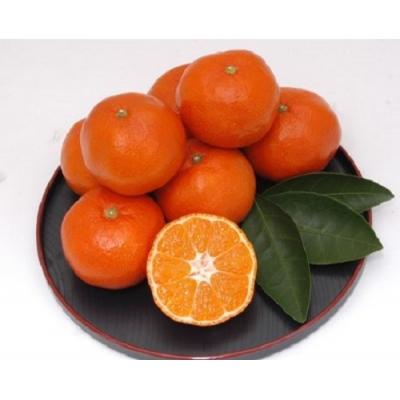 ふるさと納税 多度津町 『越冬小原紅早生みかん』約3kg【令和8年1月頃より発送!】【B-33】 |  | 02