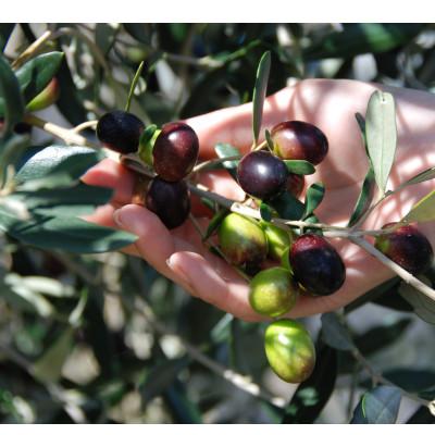 ふるさと納税 小野市 農菓村塾のバージンオリーブオイル　　　　はりまのオリーブ120ml×3本 |  | 01