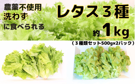 【農薬不使用】洗わず食べられる！ レタス3種詰め合わせ500g×2パック 合計1kg 【 フリルレタス レタス サラダ 葉物 野菜 サラダ 用 レタス 緑黄色野菜 レタス 2袋 レタス 新鮮 レタス 詰め合わせ レタス 3種 レタス おすすめ 東松山 埼玉 】