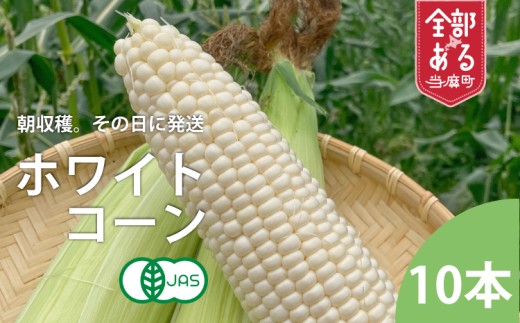 【2027年産予約受付】北海道産ホワイトコーン  10本　有機栽培　オーガニック