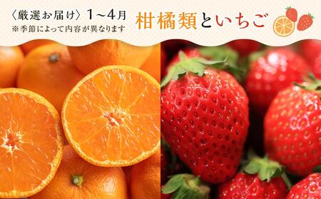 【12ヶ月連続定期便】 創業130余年！老舗果物店の厳選フルーツ詰合せ♪大満足セット（5～8品種）