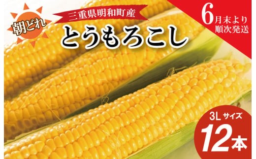 朝採れ とうもろこし スイートコーン 3Lサイズ キャンプ BBQ 人気 トウモロコシ 生 野菜 産地直送 朝どれ 甘い 期間限定 国産 旬 夏野菜