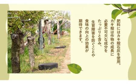 新星梨 約5kg  9月中旬発送 梨 梨 梨 梨 梨 梨 梨