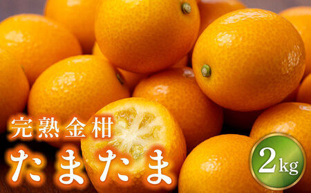【先行予約】串間市産 完熟きんかん「たまたま」2kg（1kg×2箱）_K001-020
