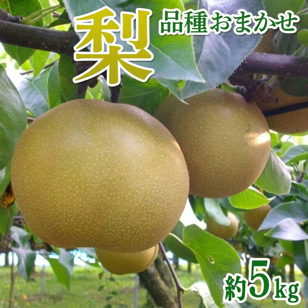 【ふるさと納税】茨城県産 梨【品種おまかせ】約5kg【土浦市産】 ※2026年9月～発送 | 梨 和梨 国産 なし ナシ フルーツ 果物 品種 おまかせ 旬 豊水 あきづき 新高 にっこり 新興 秋の味覚 産地直送 農家直送 くだもの 秋 デザート 5kg 2026 令和8年 茨城県 土浦市