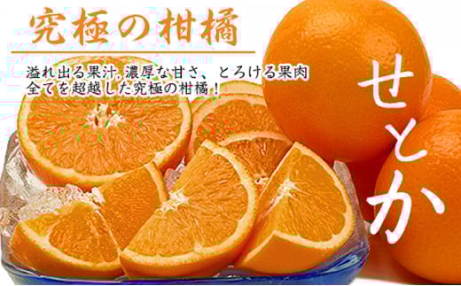 【ご家庭用】話題の人気品種［せとか約4.5kg］の詰め合わせ