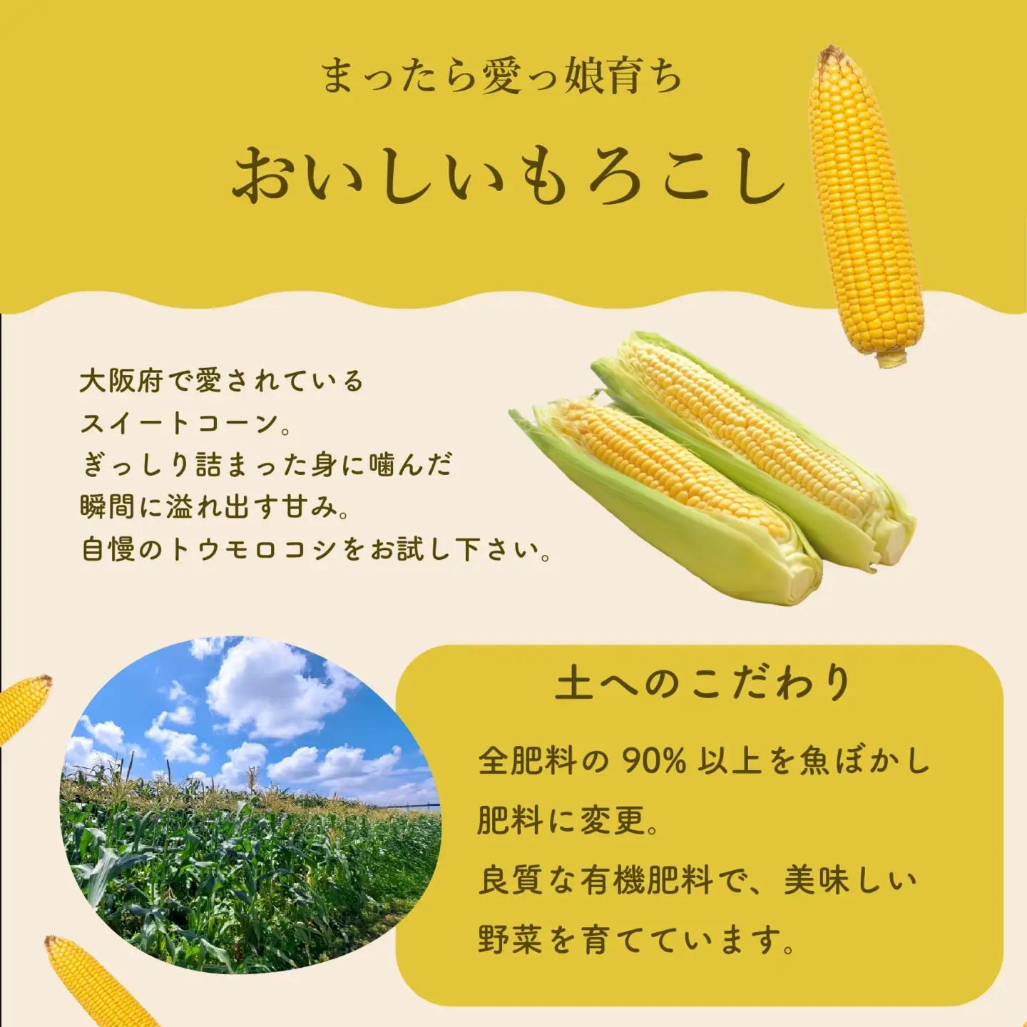 とうもろこし 8本 トウモロコシ
