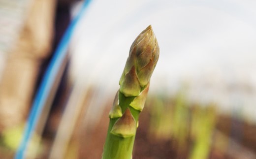 春一番！JAそらち南の味覚「グリーンアスパラガス」S〜L 1kg前後