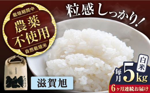 【令和7年産新米】【全6回定期便】 滋賀旭 5kg 白米 ×6回 自然栽培米 在来種   滋賀県長浜市/株式会社お米の家倉 [AQCP050] 米 定期便 白米  5kg 滋賀旭 自然栽培米  滋賀県産 長浜市産 こめ お米 新米 食品 ふるさと納税 国産 炊きたて 米ギフト もちもち ブランド米  食卓 美味しい 産地直送 節約 人気