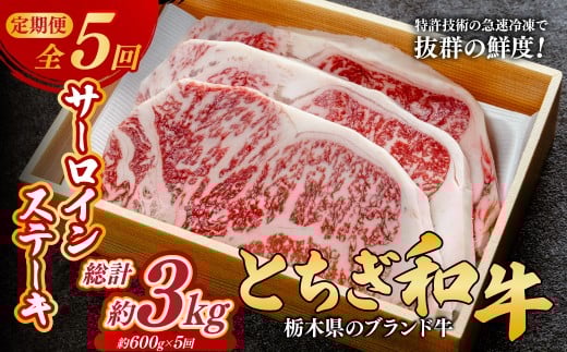 ＜定期便5回＞とちぎ和牛の厚切りサーロインステーキ 600ｇ×5回 計約3kg【栃木県共通返礼品】 | 牛肉 肉 お肉 厚切り サーロイン ステーキ 柔らかい 産地直送 国産 国産牛 和牛 赤身 霜降り 希少 旨味 旨み 熟成 急速冷凍 テクニカン テクニカン社 スキンパック 真空パック 真空包装 コトラミートカルチャ 栃木県 茂木町