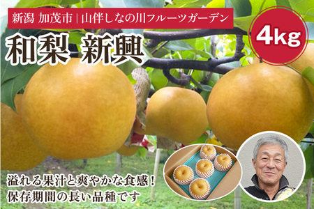 【2026年先行予約】和梨 新興 約4kg（6～8個）フルーツギフト《11月上旬〜お届け》冬の味覚 産地直送加茂市 山伴しなの川フルーツガーデン 