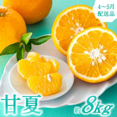 ふるさと納税 新宮町 福岡柑橘王国・樹成り完熟甘夏/約8kg(2027年4月〜5月配送予定).AB516