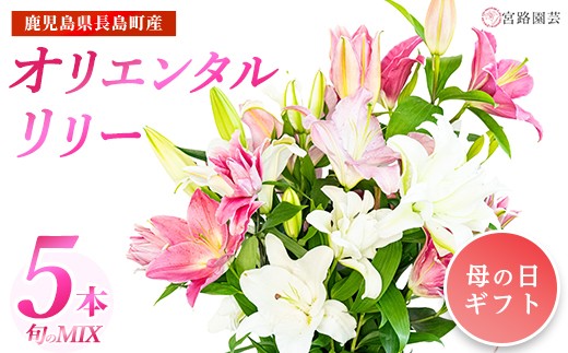 
                  【母の日 4/30決済完了で5/10までにお届け】オリエンタルリリー（ユリ）旬のミックス 5本 ユリ 花 ユリの花 百合 ゆり 生花 切花 切り花 【宮路園芸】miyaji-7004-01
                