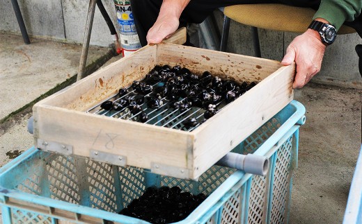 D24-008 東郷湖冷凍しじみ（大粒） 4.5kg