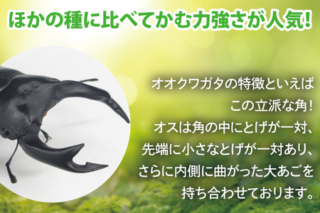 【産地おまかせ】【数量限定】オオクワガタオスのみ♂（オス70ミリup）飼育セット【クワガタ クワガタムシ カブトムシ 昆虫 虫 国産 飼育 セット 夏休み 自由研究 鹿嶋市 茨城県】（KBY-8）