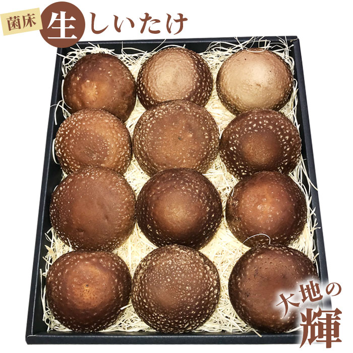 【ふるさと納税】菌床生しいたけ　「大地の輝」 [No.003] ／ 椎茸 シイタケ 産地直送 国産 新鮮 送料無料 岐阜県 特産