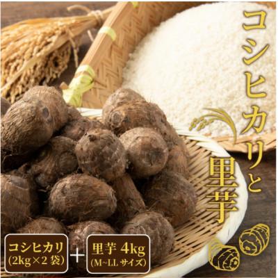 ふるさと納税 勝山市 【先行予約】令和8年度産 コシヒカリ4kg・里芋4kg