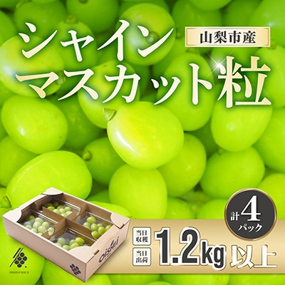 
             シャインマスカット 粒 約1.2kg ＜訳あり＞ご家庭用 ぶどう 切り落とし【1568100】
          