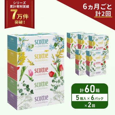 ふるさと納税 岩沼市 定期便 ティッシュ スコッティ 60箱 (5箱×6P)《計2 回》[No.5704-1129]