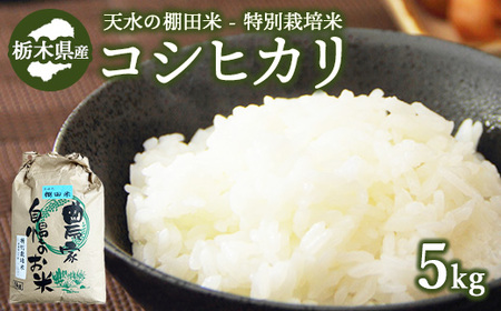 【11月下旬発送】14-6 天水の棚田米 特別栽培米 コシヒカリ 5kg 栃木県