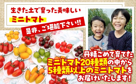 【2027年7月より発送】カラフルミニトマト約1kg(5種以上) 大作農園 北海道壮瞥町 【 ふるさと納税 人気 おすすめ ランキング 先行予約 ミニトマト ミニトマトセット 北海道産トマト トマト 
