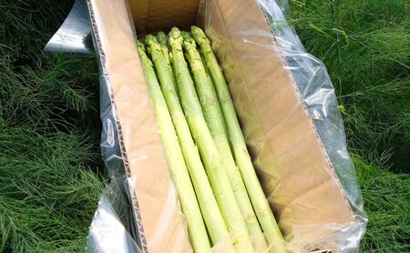 ≪先行予約≫永利農園 小郡産 朝採りアスパラガス 500g(L、2Lサイズ混)