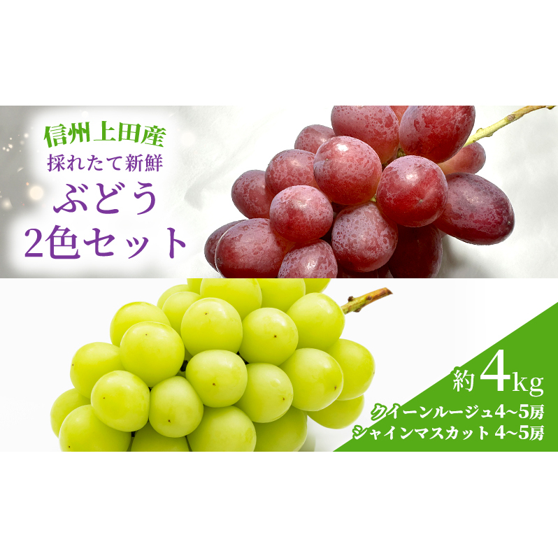 ぶどう クイーンルージュ(R)×シャインマスカット 信州上田産 金剛寺ぶどう 約4kg 8?10房 2色セット 詰め合わせ 葡萄 ブドウ 4kg 果物 くだもの フルーツ デザート 旬の果物 旬のフルーツ 長野県 長野