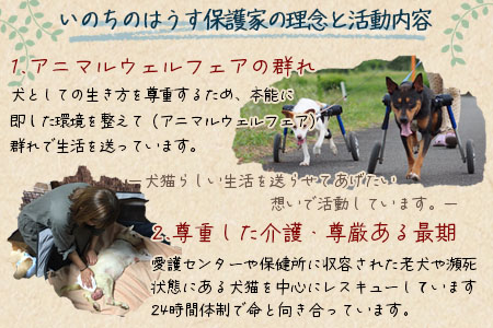 ＜保健所犬猫レスキュー【返礼品なしのご寄附】＞【 動物愛護 愛護活動 保護 犬 猫 いぬ ねこ イヌ ネコ 動物 どうぶつ ペット 応援 支援 寄付 使い道 寄附のみ いのちのはうす保護家 】【b0607_in】