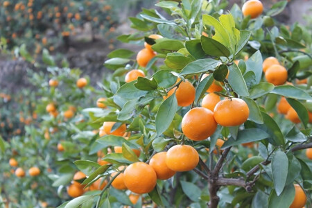 有田みかん5キロ サイズ混合