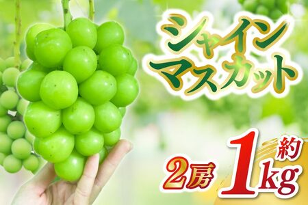 【先行予約】シャインマスカット2房セット 約1kg (DH006) ふるさと納税 ぶどう 採れたて 生産農家より直送 9月下旬出荷予定