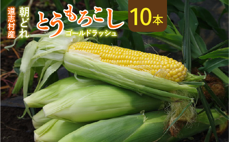 【先行予約】【2025年８月初め～８月末発送】新鮮！朝どれトウモロコシ【10本入】 ※北海道・沖縄・離島への配送不可 ※着日指定不可  DSV005