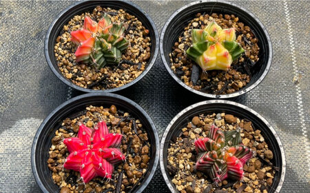 ギムノカリキウム ミハノビッチ 4株 Gymnocalycium mihanovichii 長与町/アグリューム[EAI278]