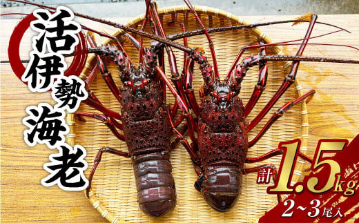 活 伊勢海老 (イセエビ) 大型 2～3尾入り 1.5kg 伊勢エビ エビ 海老 新鮮 【2024年9月下旬発送開始予定】