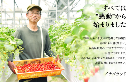 お祝いに贈り物に『幸せの紅白いちご』（赤・白シート入り各約300g　計約600g）