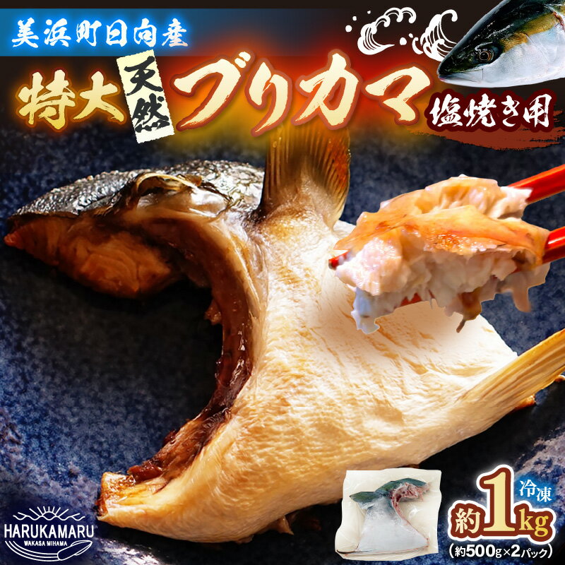 【ふるさと納税】【先行予約】天然 ぶり 特大 ブリカマ (塩焼き用) 約1kg (約500g × 2パック)【2026年5月下旬以降順次発送予定】 美浜町日向産【希少 切身 かま 肉厚 コラーゲン 塩焼き 魚介類 魚貝類 新鮮 冷凍 凍眠】