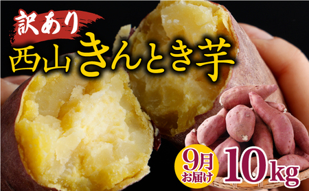 【令和7年9月お届け】訳あり 西山きんとき芋10kg | さつまいも 新芋さつまいも ホクホクさつまいも 西山台地さつまいも 人気さつまいも