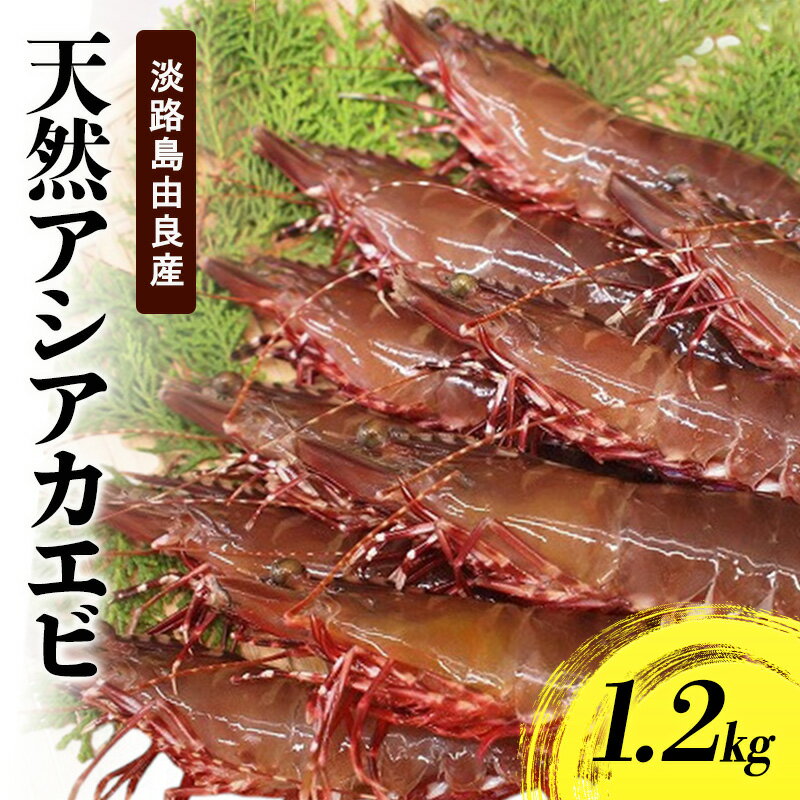 【ふるさと納税】天然 アシアカエビ 淡路島 由良産 氷〆 1.2kg 10月～5月配送 えび 足赤エビ 天然えび 魚介 冷蔵配送 兵庫県 洲本市　お届け：10月～5月